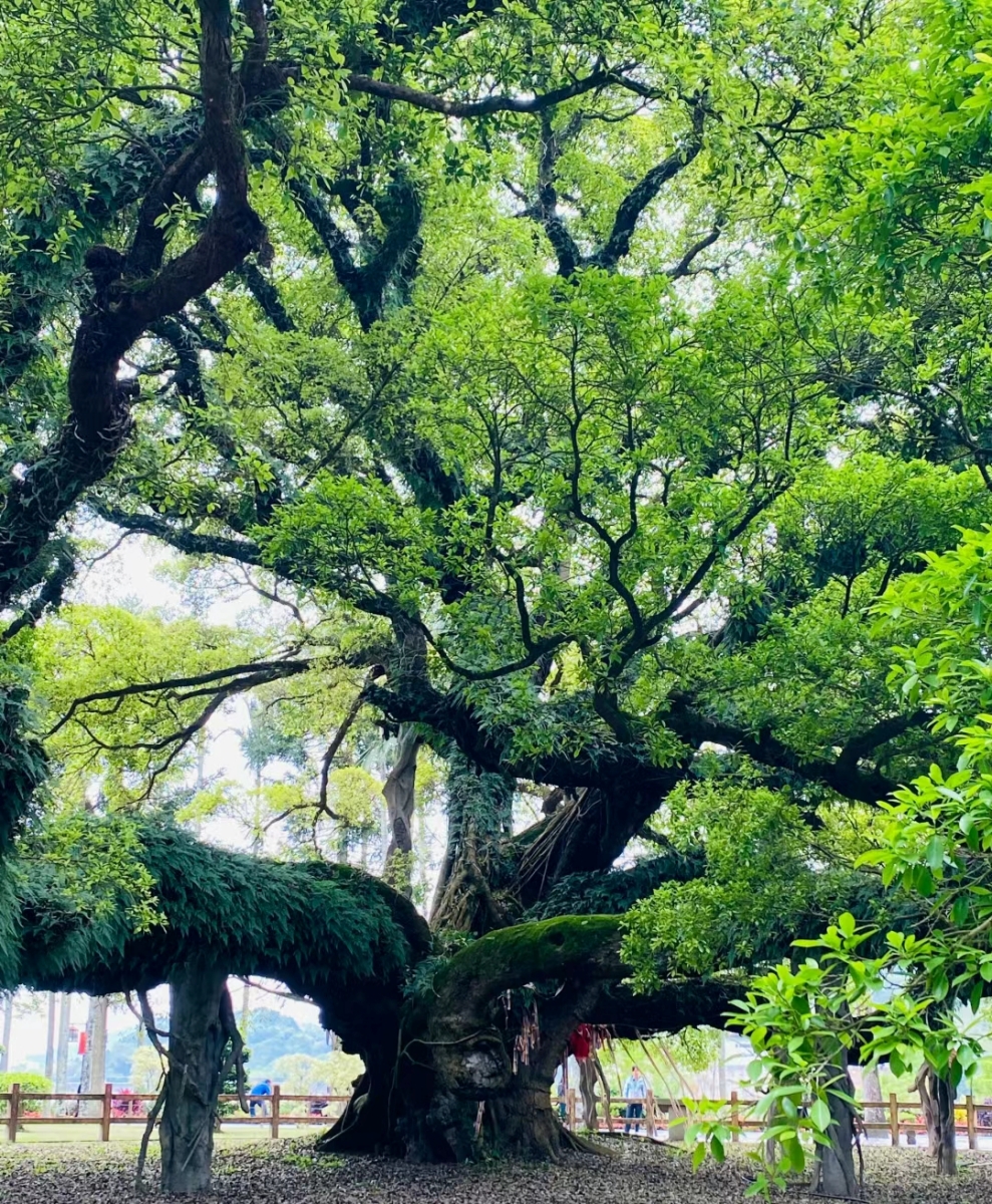 榕樹（Ficus microcarpa） - 標竿創意花卉蔬果推薦網